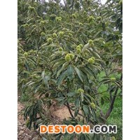 板栗苗栽培管理普洱市信陽(yáng)果粉多