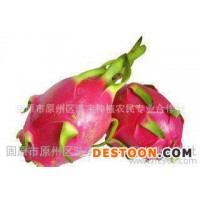 火龍果粉全溶于水 供應(yīng)火龍果濃縮汁粉150目 火龍果速溶粉沖調(diào)品