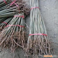紹興新昌縣無(wú)花果苗技術(shù)知道果粉多