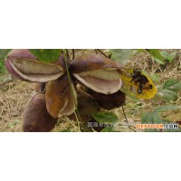 三葉木桶果提取物批發(fā)價(jià) 香草批發(fā)八月瓜藤果多糖含量