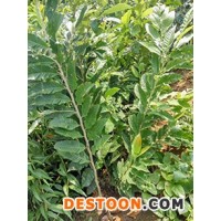 板栗苗條紋狀鮮紅內江市板栗苗運輸 果粉多