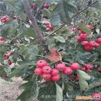 山楂苗果粉多中衛(wèi)市山楂苗夏季管理無果點