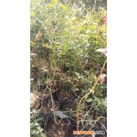 藍豐藍莓 供應藍莓苗 適應性強耐貯藏 果皮淡藍果粉多