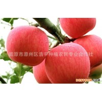 蘋果果粉飲品原料 廠家供應蘋果濃縮粉 青蘋果純粉價格 蘋果酵素粉