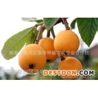 枇杷果粉140目 廠家供應(yīng)琵琶果濃縮汁粉水溶型 枇杷果速溶粉現(xiàn)貨