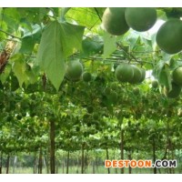 羅漢果提取物   羅漢果粉   羅漢果多糖   羅漢果浸膏