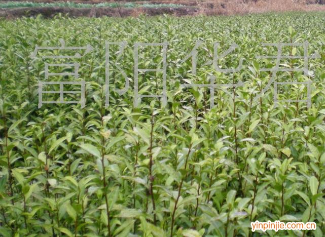 富陽華君茶場