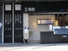 奶茶加盟選擇喪茶 前景不可估量