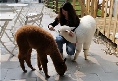 擼羊駝、擼刺猬……異寵咖啡館如何異軍突起？