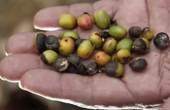 關(guān)于氣候變化對(duì)咖啡的影響，你需要知道這些