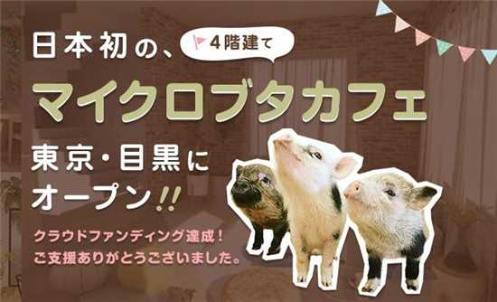 日本東京首家迷你豬咖啡館在目黑區(qū)開(kāi)業(yè)