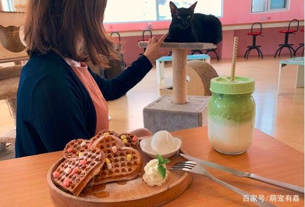 特殊的咖啡廳，3年送養(yǎng)180只流浪貓，確認過眼神你是對的人