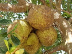 菠蘿蜜奶茶店加盟