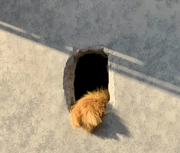 呵護“熊爪”咖啡，彰顯城市溫度