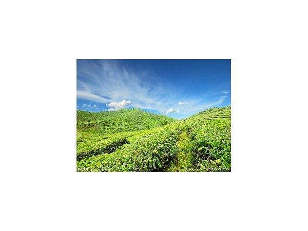 為什么選擇在攀枝花種植咖啡？