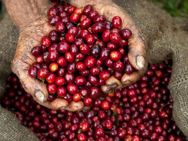 科技掉隊已成云南咖啡發(fā)展最大阻力