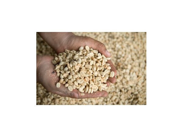 遼寧出入境檢驗(yàn)檢疫局：旅客不要非法攜帶生咖啡豆入境