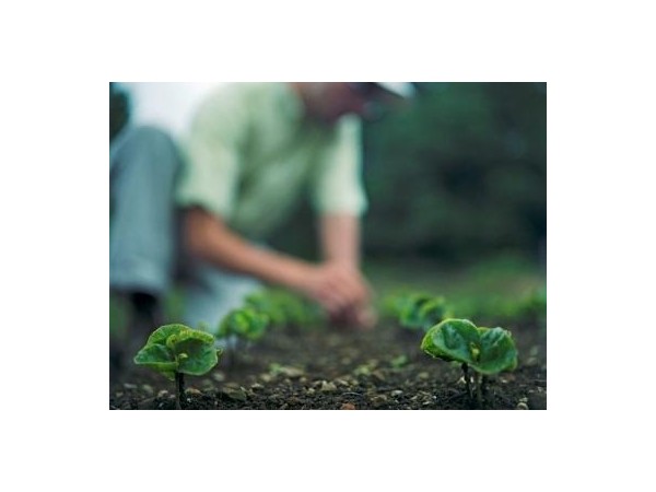 2050年拉丁美洲適合種咖啡的土地將縮減88%，尼加拉瓜、洪都拉斯和委內(nèi)瑞拉無一幸免