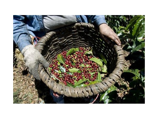中國咖啡種植版圖再度擴(kuò)大，貴州興義市引種云南豆