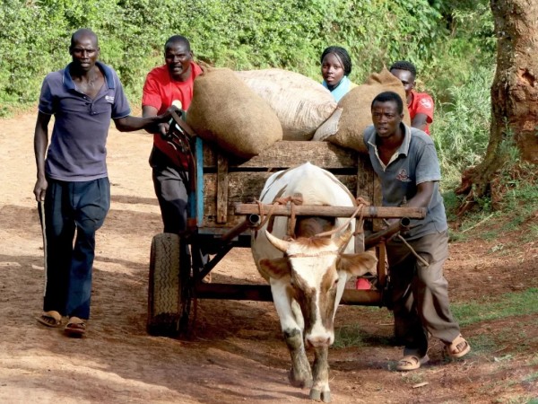 咖農(nóng)不易 | 咖啡種植業(yè)面臨的3大難題