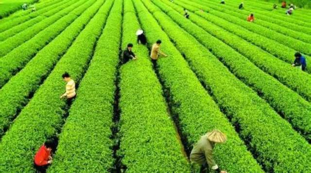 【大數(shù)據(jù)】茶葉大數(shù)據(jù)，顛覆你的思想