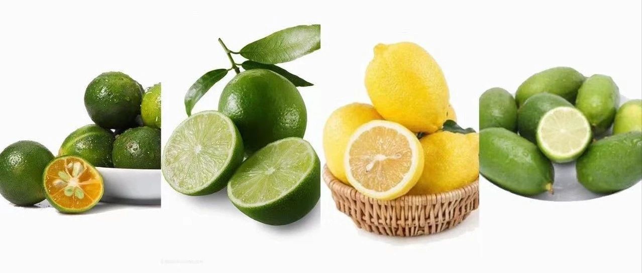 【干貨】檸檬又漲價！每位奶茶店老板都應該掌握的檸檬常識！