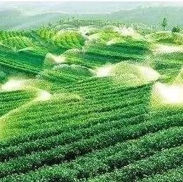 Coco都可的產(chǎn)品為什么厲害？這個茶園說出了部分秘密