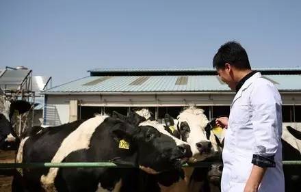 為做出夢(mèng)想中的冰激凌，他養(yǎng)了一群牛