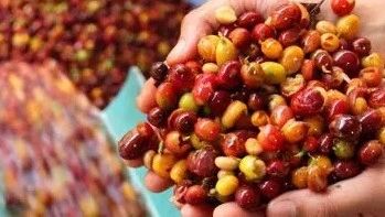 新手問答集錦⑥ | 為什么濃縮會(huì)有咸味和酸味？為什么濃縮會(huì)將咖啡的風(fēng)味放大？肯尼亞的處理法是什么？