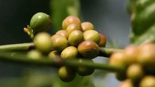 波旁專題 | 巴西紅果、皇后、哈尼亞風(fēng)味對(duì)比