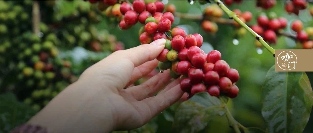 云南省咖啡行業(yè)協(xié)會(huì)“叫板”阿里，到底誰動(dòng)了誰的蛋糕？