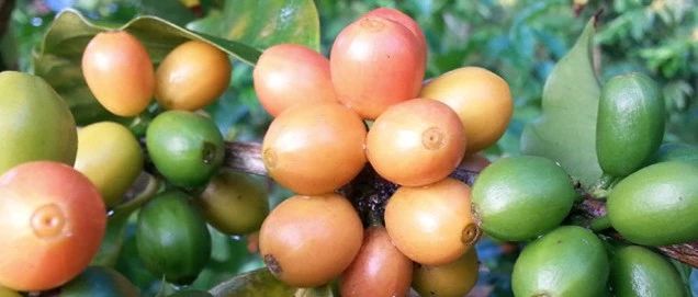 【前街尋豆手記】稀有品種粉紅波旁 哥倫比亞拉梅西塔莊園專題