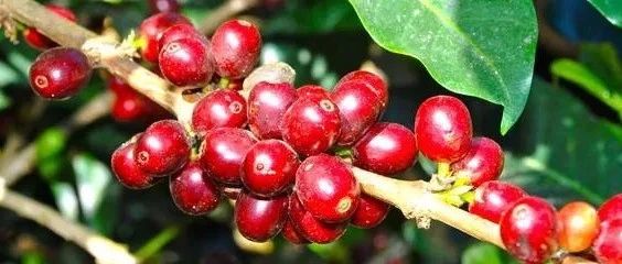 單品豆|哥倫比亞雙重酵素水洗玫瑰谷