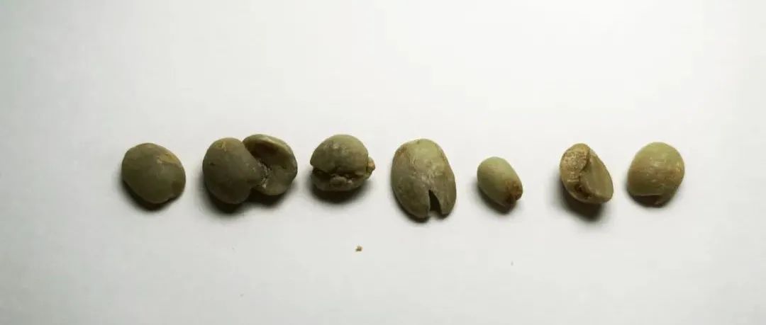 Q-Grader生豆考試唔識(shí)抵死題：請(qǐng)問上圖都是瑕疵豆嗎？