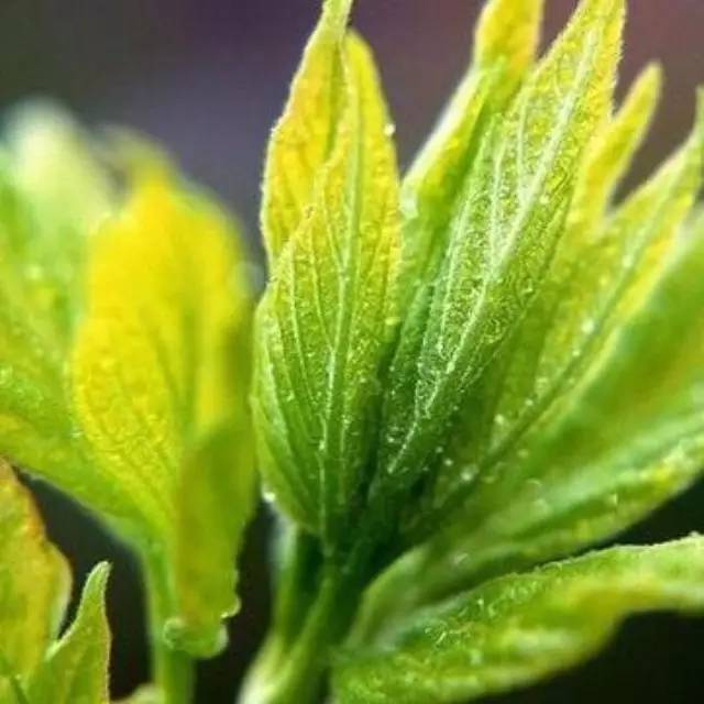 你對(duì)“茶葉稀土超標(biāo)”了解有多少？