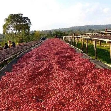 爽!優(yōu)惠活動口糧豆 .  紅櫻桃折  .