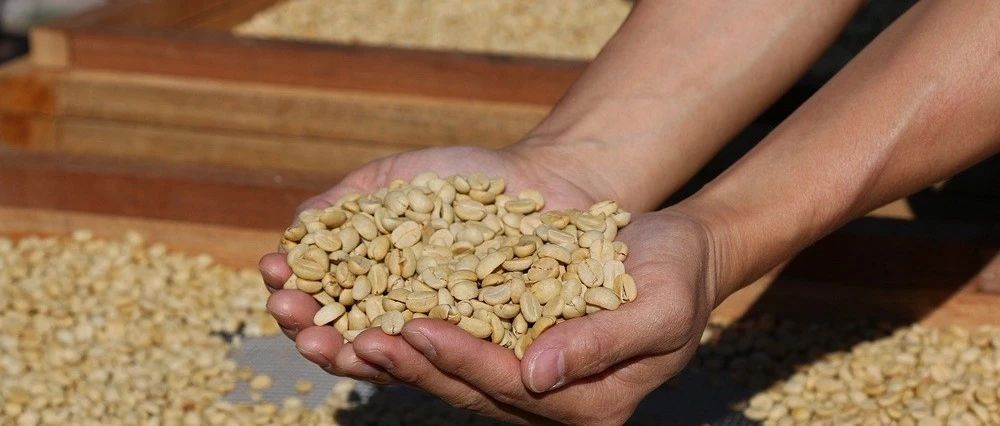 咖啡行業(yè)最危險(xiǎn)的工作，你造嗎？