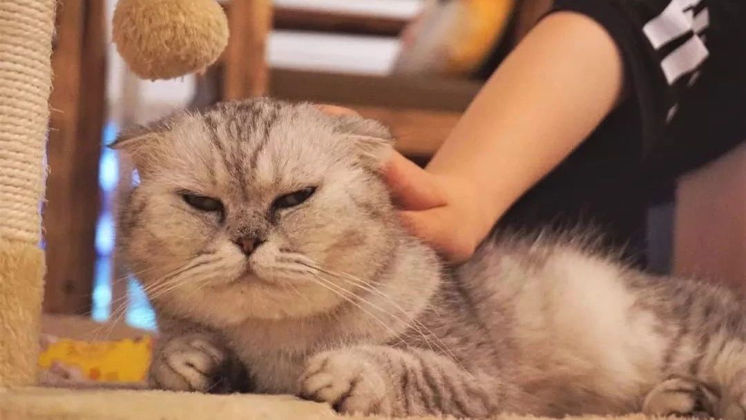 當擼貓成為流行，億規(guī)模的“貓經(jīng)濟”該如何抓?。? title=