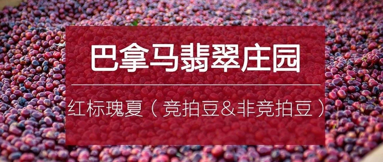 翡翠莊園紅標(biāo)瑰夏來了， 豆齊發(fā)，識(shí)貨就帶走！