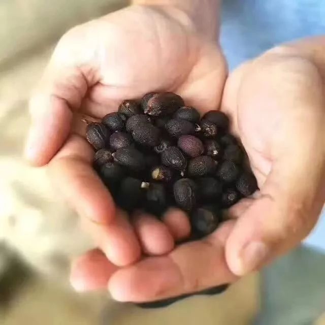 也門摩卡瑪塔莉  | 古法日曬，品嘗涅槃于戰(zhàn)火的古早摩卡風(fēng)味