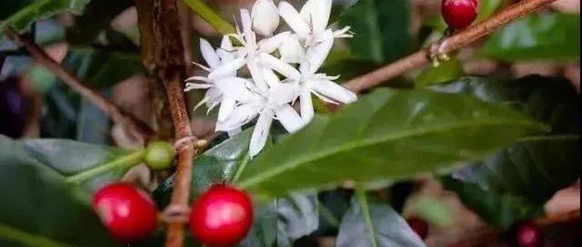 巴拿馬日曬瑰夏對比 | 詹森、紅標、綠標有啥不同？