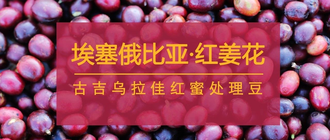 埃塞好豆"紅姜花"來(lái)了，#限時(shí)特惠#別錯(cuò)過(guò)！