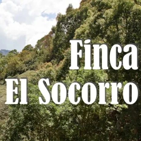 咖啡產(chǎn)區(qū)指南 |  新晉危地馬拉卓越杯冠軍——El Socorro
