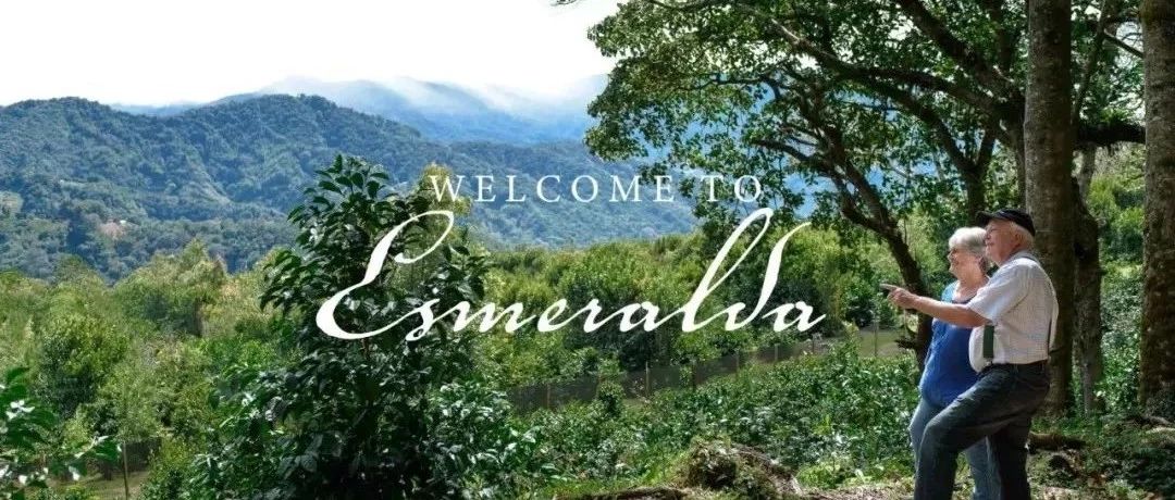 【前街咖啡師手記】瑰夏咖啡為什么如此特別？