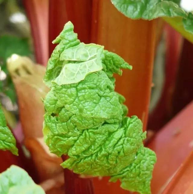 大黃生姜，夏季清涼飲料