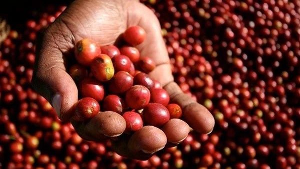 什么是COE？什么是水洗，日曬，蜜處理？認(rèn)識(shí)款甜度高的豆子