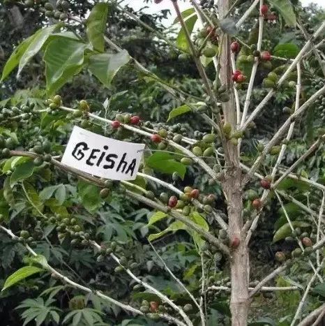 立個(gè)小目標(biāo)：天天喝瑰夏！