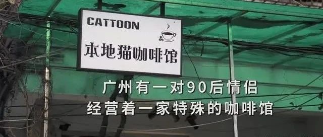 本地貓咖啡館？？原來是一家公益性質(zhì)的“流浪貓貓咖”！
