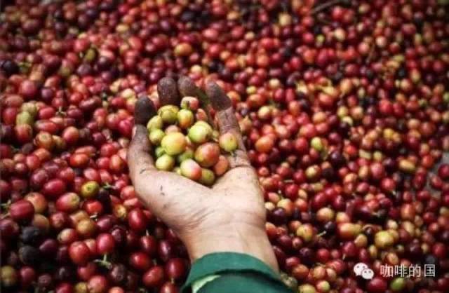 咖啡豆的基礎(chǔ)知識(shí) 咖啡的栽培條件