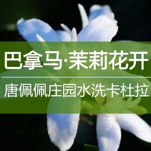 巴拿馬好豆  元輕松購，手沖咖啡控都愛喝！